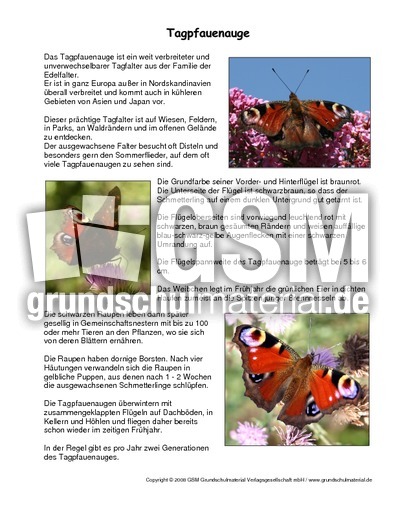 Tagpfauenauge-Steckbrief.pdf